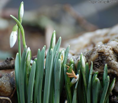 Snowdrop.