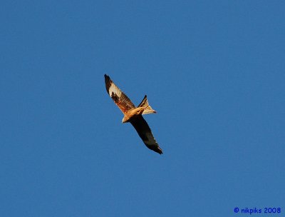 Red Kite 2.