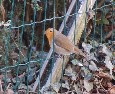 Robin on fence.