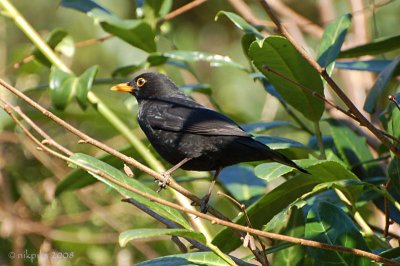 Blackbird - Male.