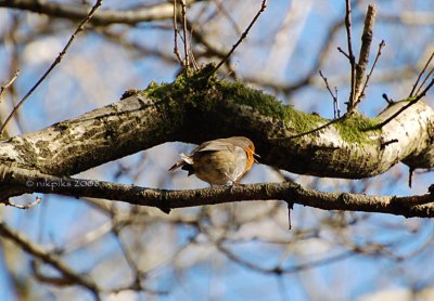 Robin in tree.