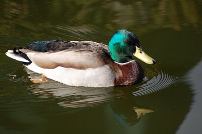 Reflected Duck.