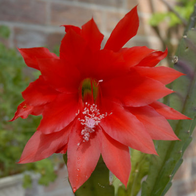 Cacti flower.
