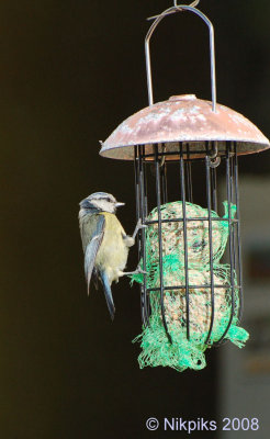 Bluetit.