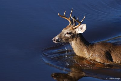 Whitetail in the water