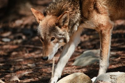 Red Wolf