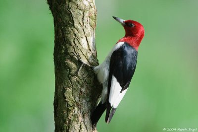 Red-headed Woodpecker