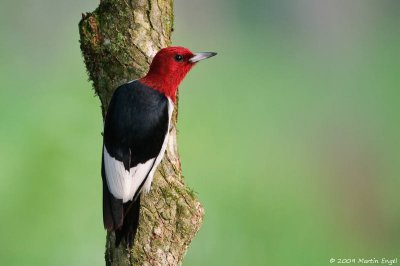 Red-headed Woodpecker