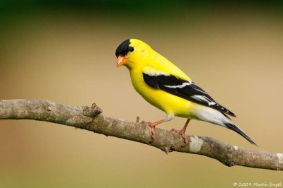 American Goldfinch