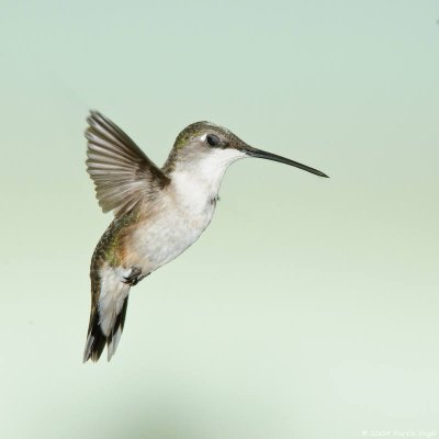 Ruby-throated Hummingbird