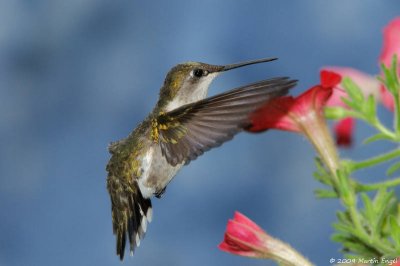 Ruby-throated Hummingbird