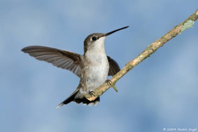 Ruby-throated Hummingbird