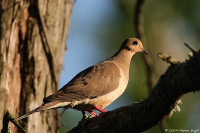 Dove