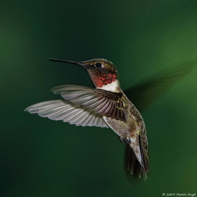 Ruby-throated Hummingbird