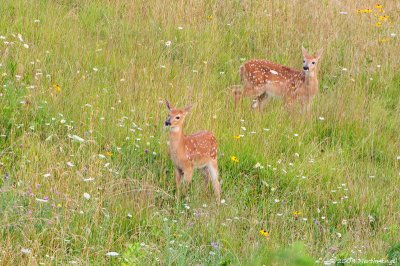 Fawns in medow