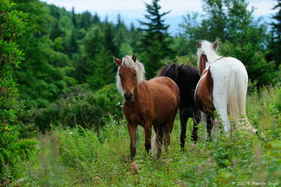 Wild ponys in Grayson Highland State Park