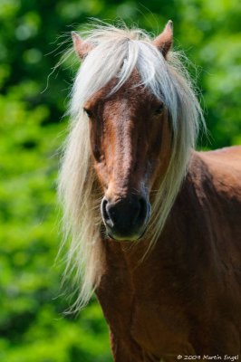 Wild pony in Grayson Highland State Park