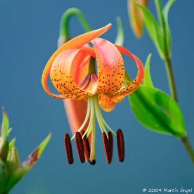 Carolina Lily (Lilium michauxii)