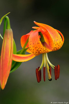 Carolina Lily (Lilium michauxii)