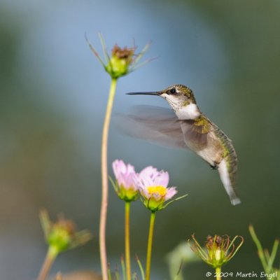 Ruby-throated Hummingbird