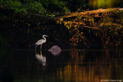 Great Blue Heron