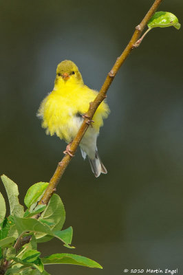 American Goldfinch