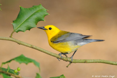 Prothonotary Warbler