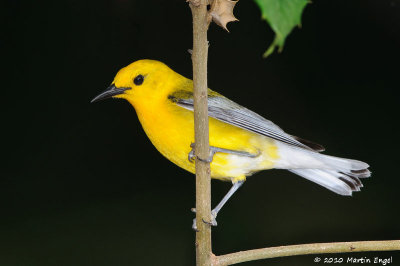 Prothonotary Warbler