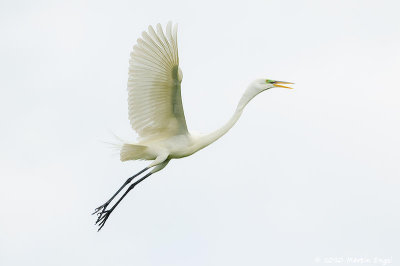 Great Egret