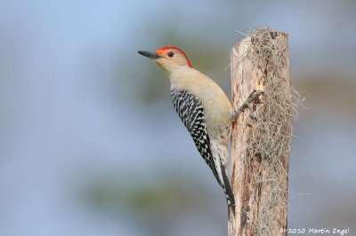 Red-belied Woodpecker