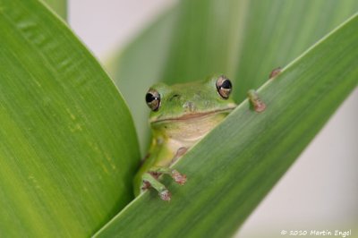 Sqirrel Treefrog