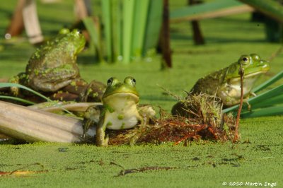 Bull Frog