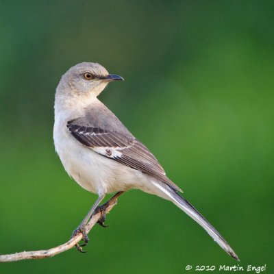 Northern Mockingbird