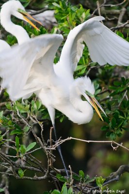 Great Egrets