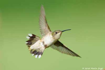 Ruby-throated Hummingbird