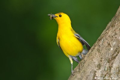 Prothonotary Warbler