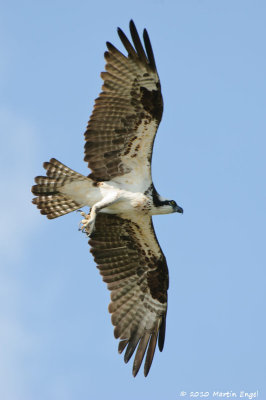 Osprey