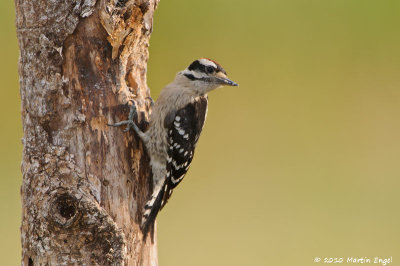 Downy Woodpecker