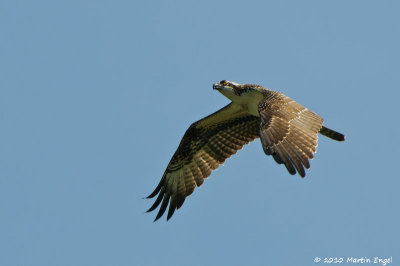 Osprey