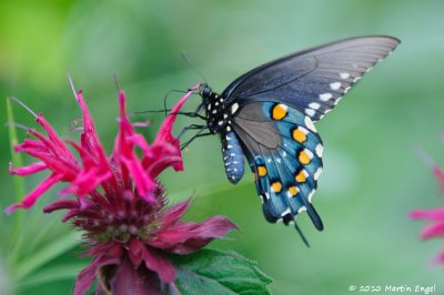 Spicebush Swallowtail