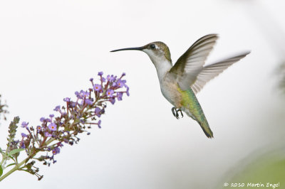 Ruby-throated Hummingbird