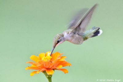 Ruby-throated Hummingbird