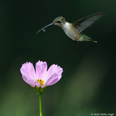 Ruby-throated Hummingbird