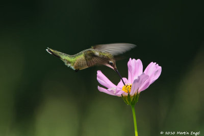 Ruby-throated Hummingbird