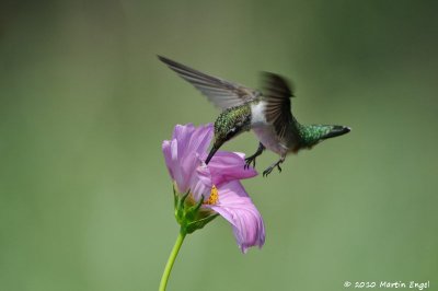 Ruby-throated Hummingbird