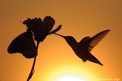 Ruby-throated Hummingbird