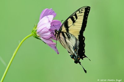 Tiger Swallowtail