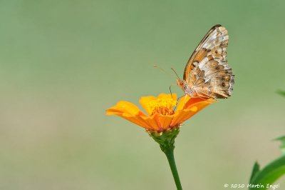 Great Spangled Fritillary