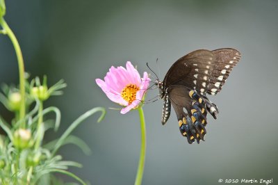 Spicebush Swallowtail