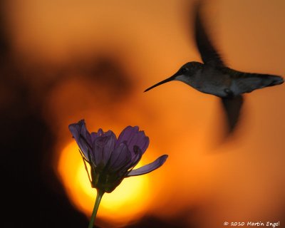 Ruby-throated Hummingbird
